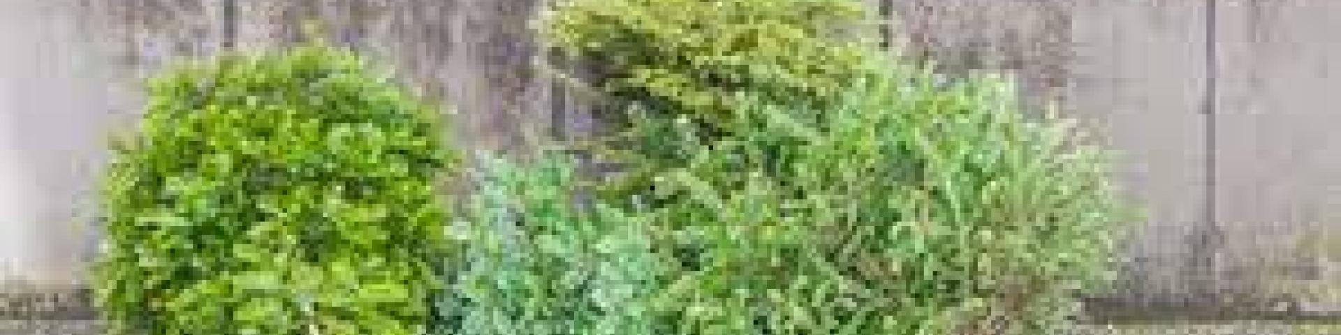 dchets verts