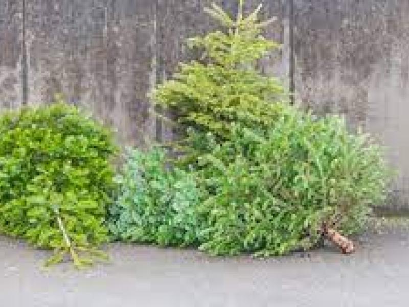 Déchets verts