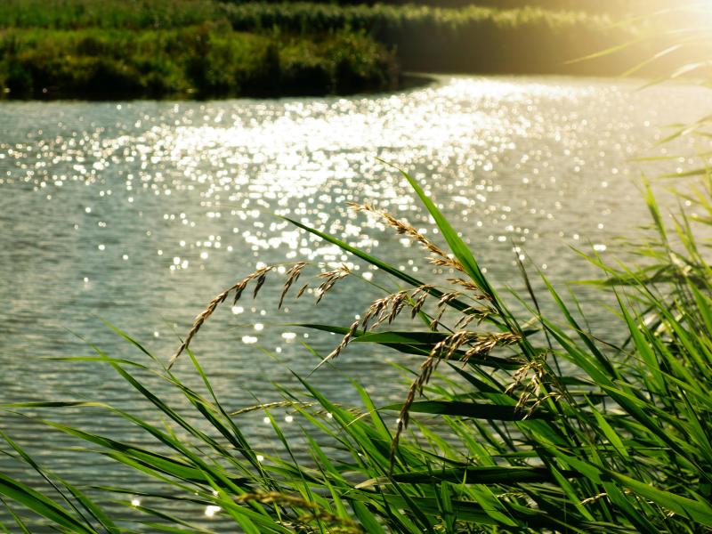 Alerte cyanobactéries sur la rivière de la Mayenne