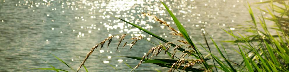 Alerte cyanobactéries sur la rivière de la Mayenne